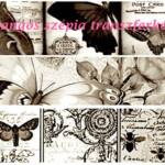 Pillangó butterfly transzferképek idézetek érdekességek 2. 1
