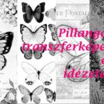 Pillangó butterfly transzferképek idézetek érdekességek 3. 1