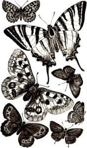 pillangó butterfly Schmetterling sepia19