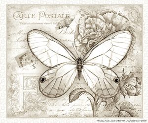 pillangó butterfly Schmetterling sepia22