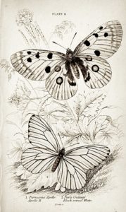 pillangó butterfly Schmetterling sepia26