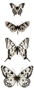 pillangó butterfly Schmetterling sepia3