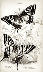 pillangó butterfly Schmetterling sepia33