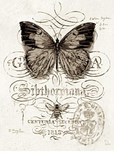 pillangó butterfly Schmetterling sepia37