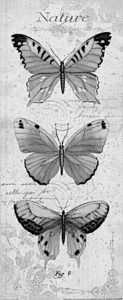 pillangó butterfly Schmetterling11 1