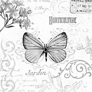 pillangó butterfly Schmetterling12 1
