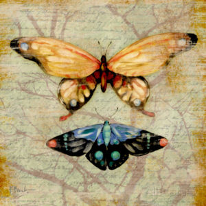pillangó butterfly Schmetterling13