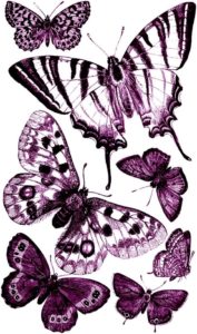 pillangó butterfly Schmetterling16