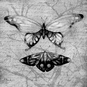 pillangó butterfly Schmetterling17 1