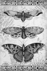 pillangó butterfly Schmetterling18 1