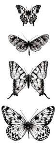 pillangó butterfly Schmetterling19