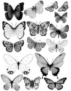 pillangó butterfly Schmetterling2 1