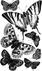 pillangó butterfly Schmetterling20 1
