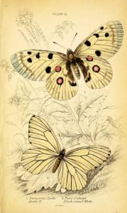 pillangó butterfly Schmetterling24