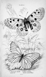 pillangó butterfly Schmetterling27 1