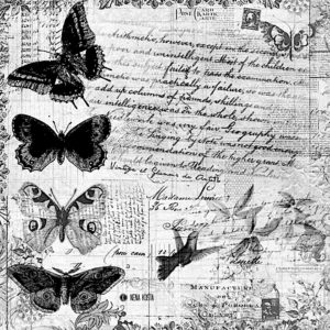pillangó butterfly Schmetterling31 1