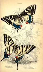pillangó butterfly Schmetterling31