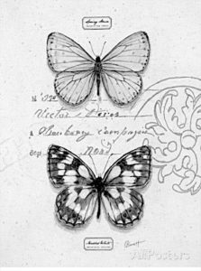 pillangó butterfly Schmetterling32 1