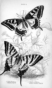 pillangó butterfly Schmetterling34 1