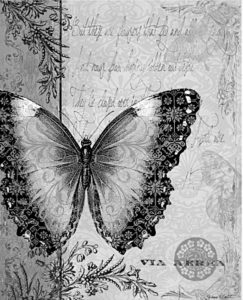 pillangó butterfly Schmetterling35 1