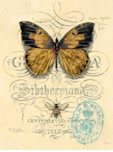 pillangó butterfly Schmetterling36