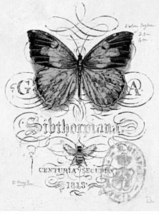 pillangó butterfly Schmetterling38 1