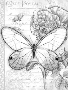 pillangó butterfly Schmetterling39 1