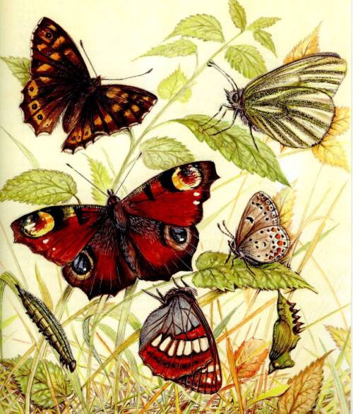 pillangó butterfly Schmetterling46 1