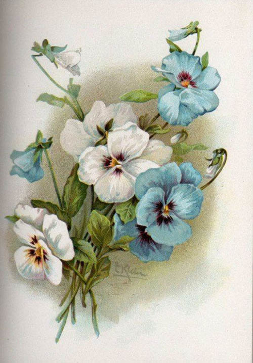 rvácska a dekupázsosok kedvenc virága26